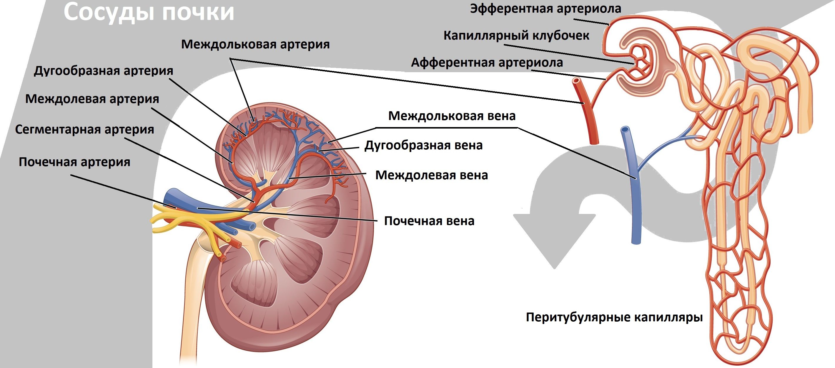 Почечные артерии и вены. Сосуды почки анатомия. Строение почечных сосудов. Строение почки кровоснабжение. Строение почечной артерии.