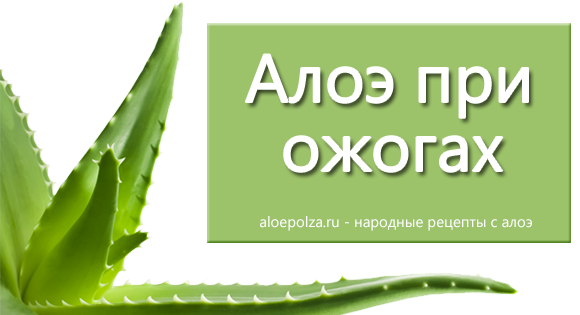 Алоэ от боли. Алоэ от нарывов. Столетника и суставы. Алоэ для суставов. Столетник для желудка.