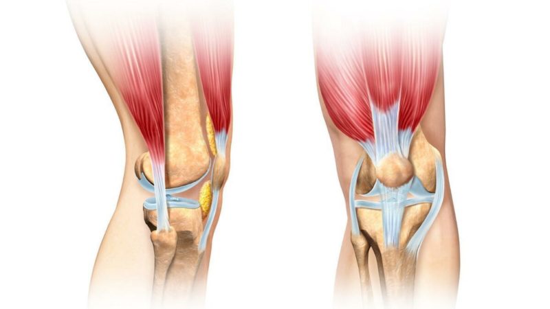 Анатомия и строение коленного сустава