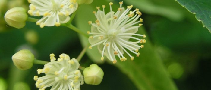 Цветки липы от холестерина отзывы