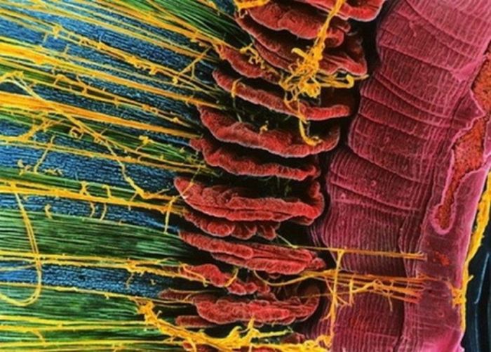 Фотография клетки под микроскопом