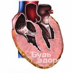 Функция правого желудочка сердца