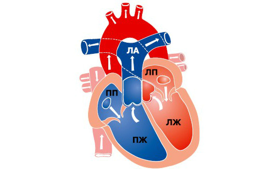 Физиология сердца человека кратко