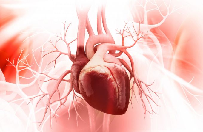 Функции клапанов сердца человека