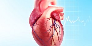 Фракция выброса и ударный объем