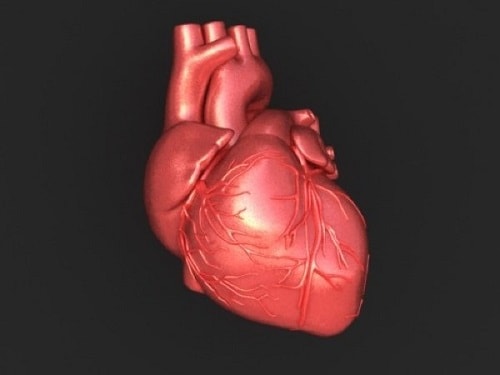 Фото сердца человека в разрезе