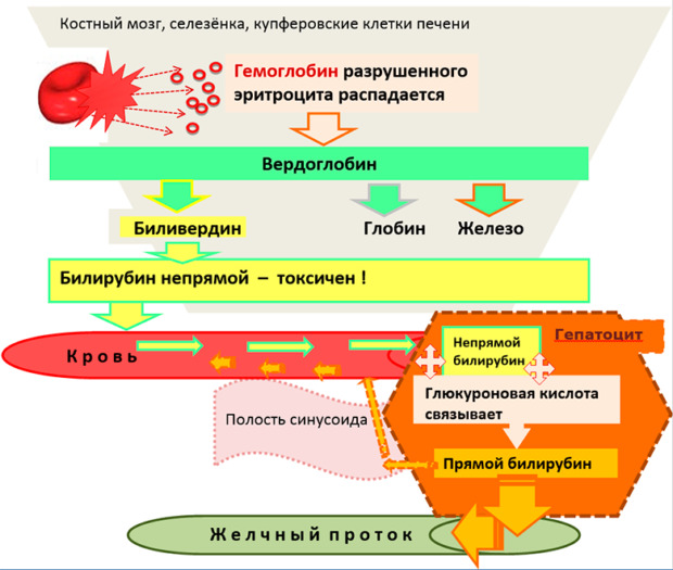Что означает непрямой билирубин
