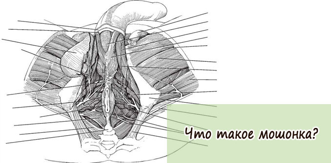 Что такое машонка у парней фото