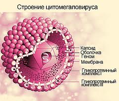 Igm отрицательный что означает