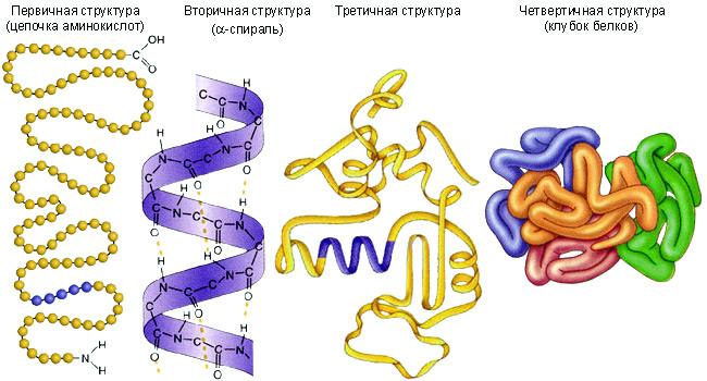 Альбумины глобулины и фибриноген